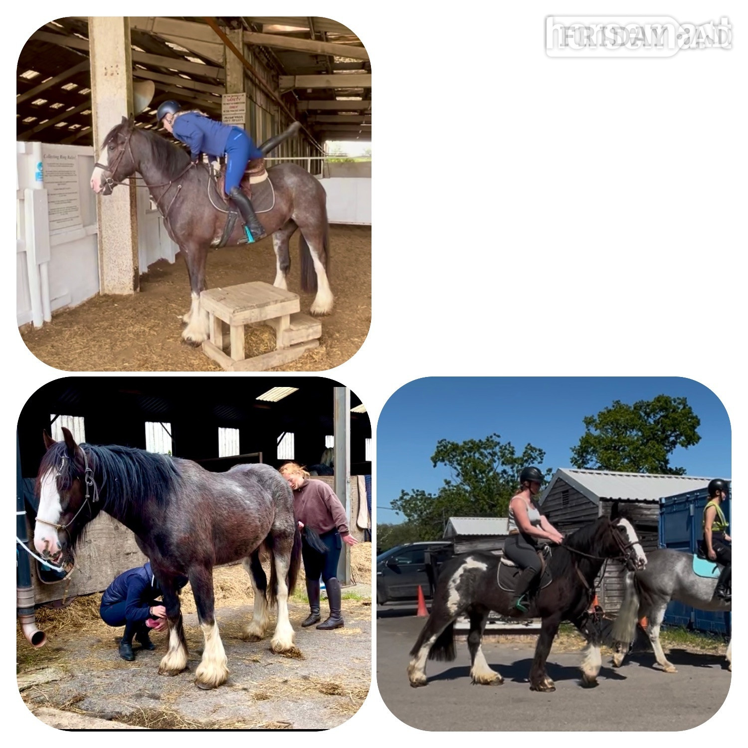 "Rolo" Brown Gelding All Rounder - Horses in Staplehurst