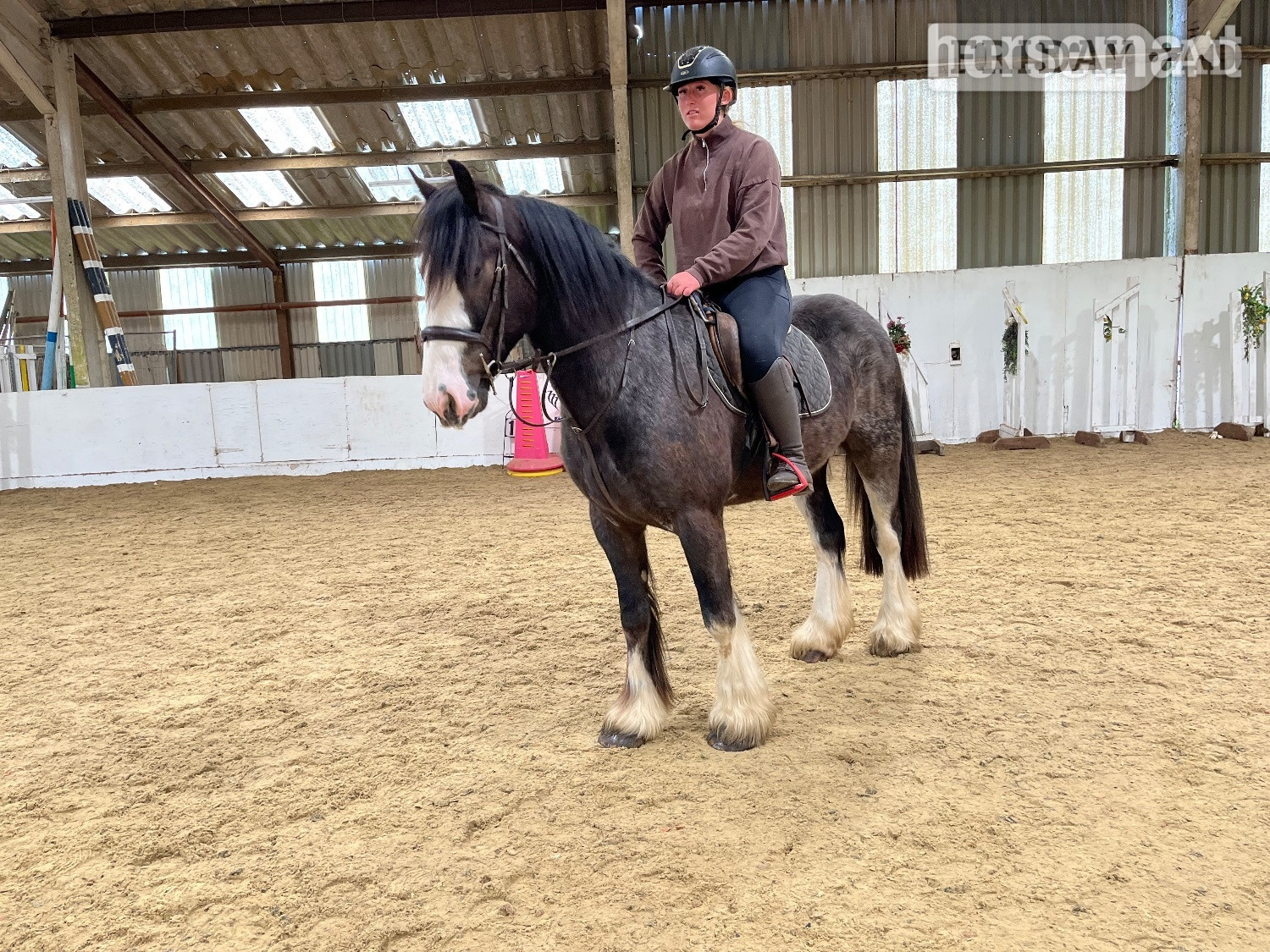 "Rolo" Brown Gelding All Rounder