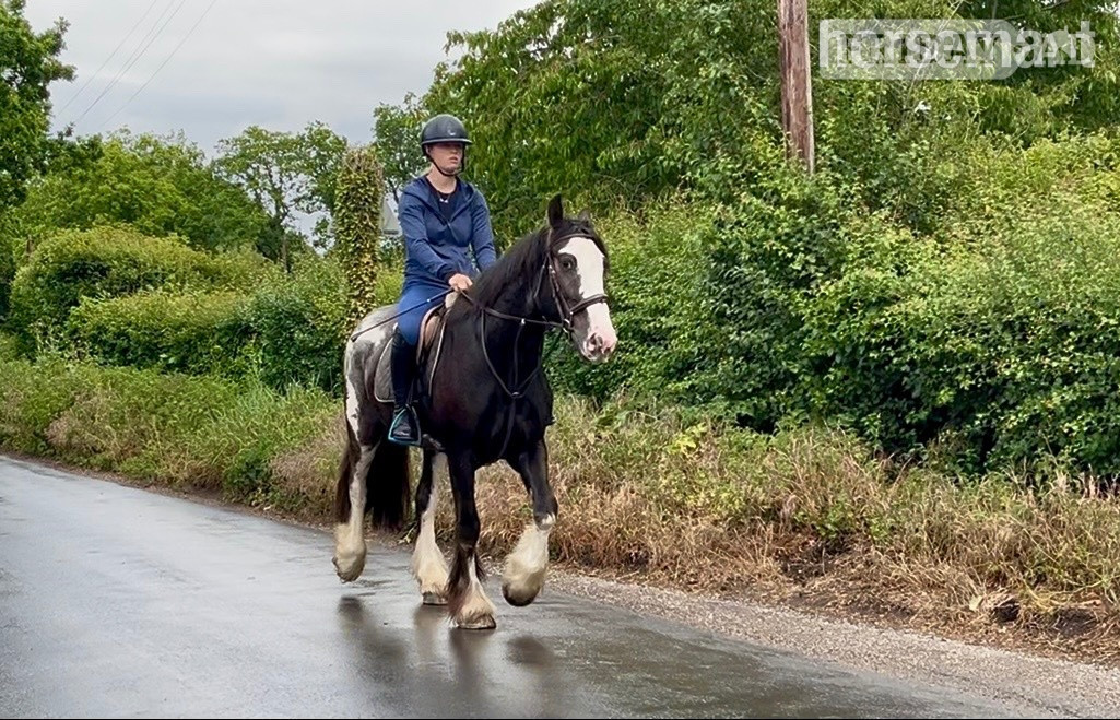 Staplehurst "Rolo" Brown Gelding All Rounder