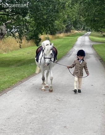 "Shylo" Grey Gelding Lead Rein/First Ridden Pony