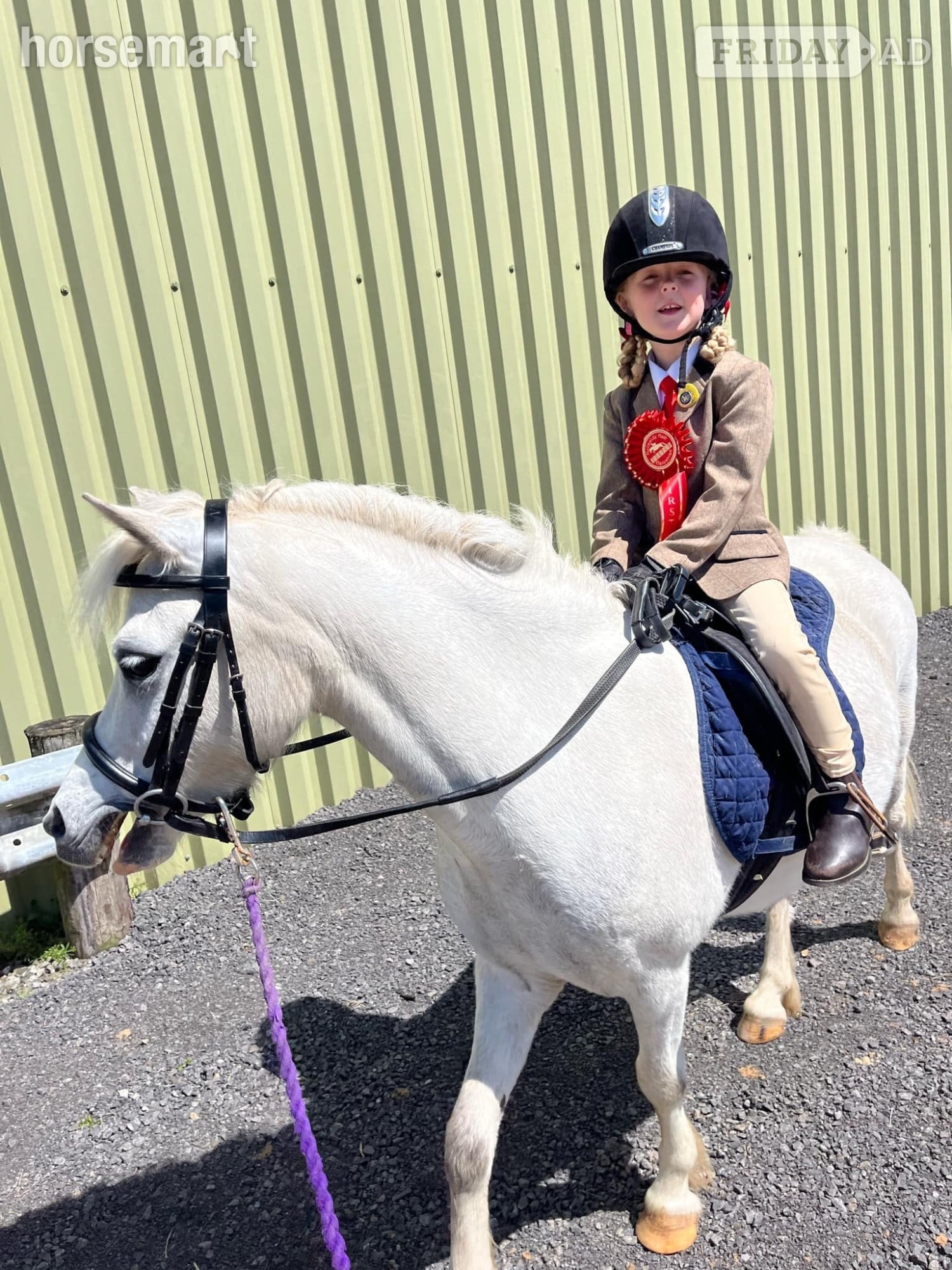 Consett "Shylo" Grey Gelding Lead Rein/First Ridden Pony