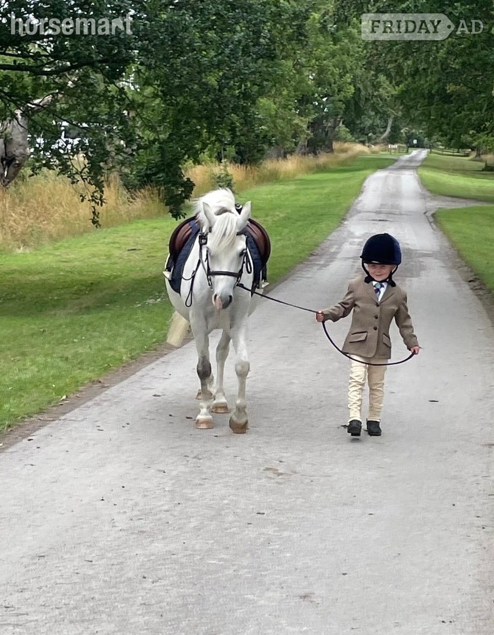 "Shylo" Grey Gelding Lead Rein/First Ridden Pony in Consett