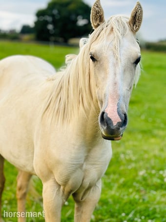 "Pearl" Palomino Mare Youngstock / Foal