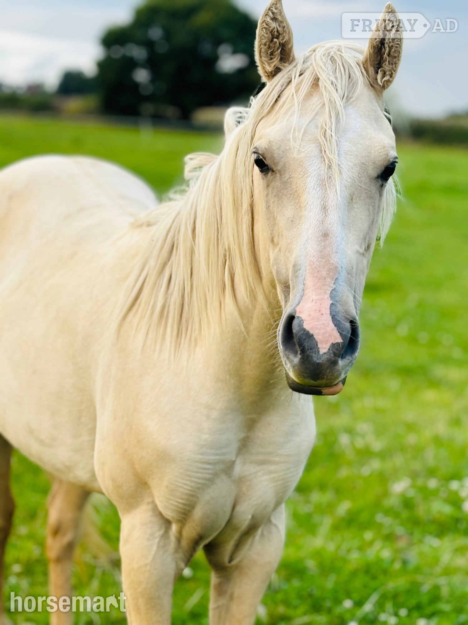 "Pearl" Palomino Mare Youngstock / Foal in Shrewsbury