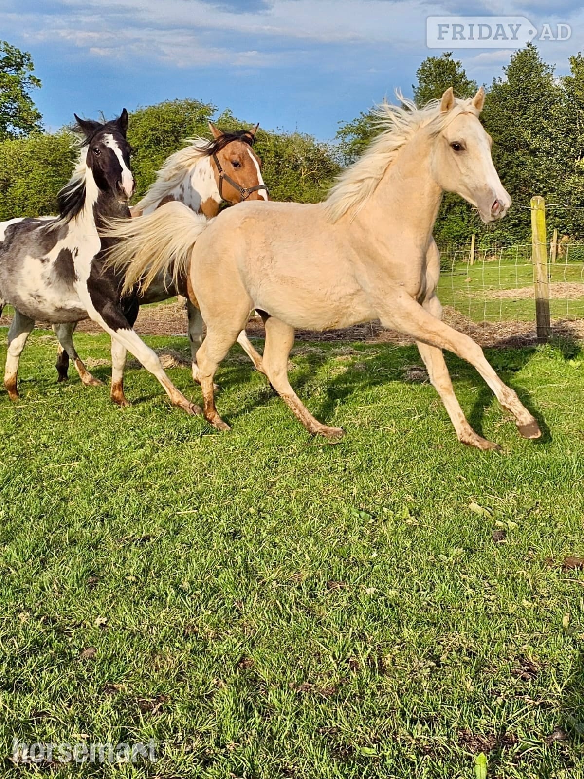 "Pearl" Palomino Mare Youngstock / Foal