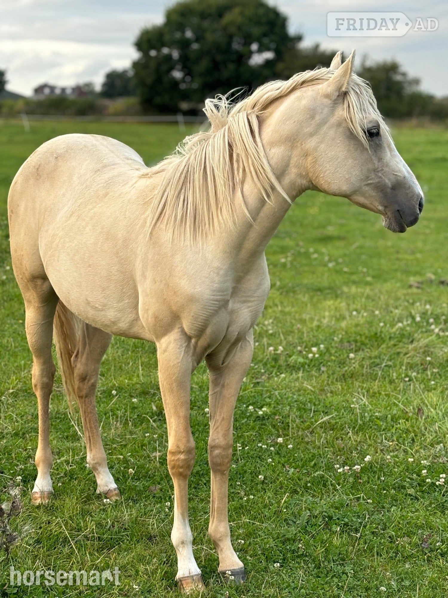 Shrewsbury "Pearl" Palomino Mare Youngstock / Foal