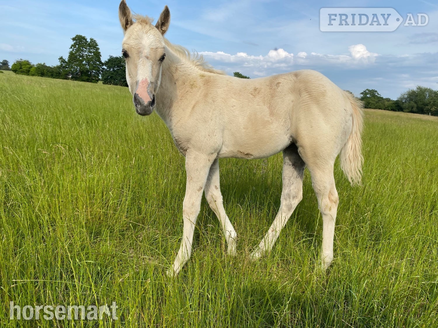 "Pearl" Palomino Mare Youngstock / Foal - Horses in Shrewsbury