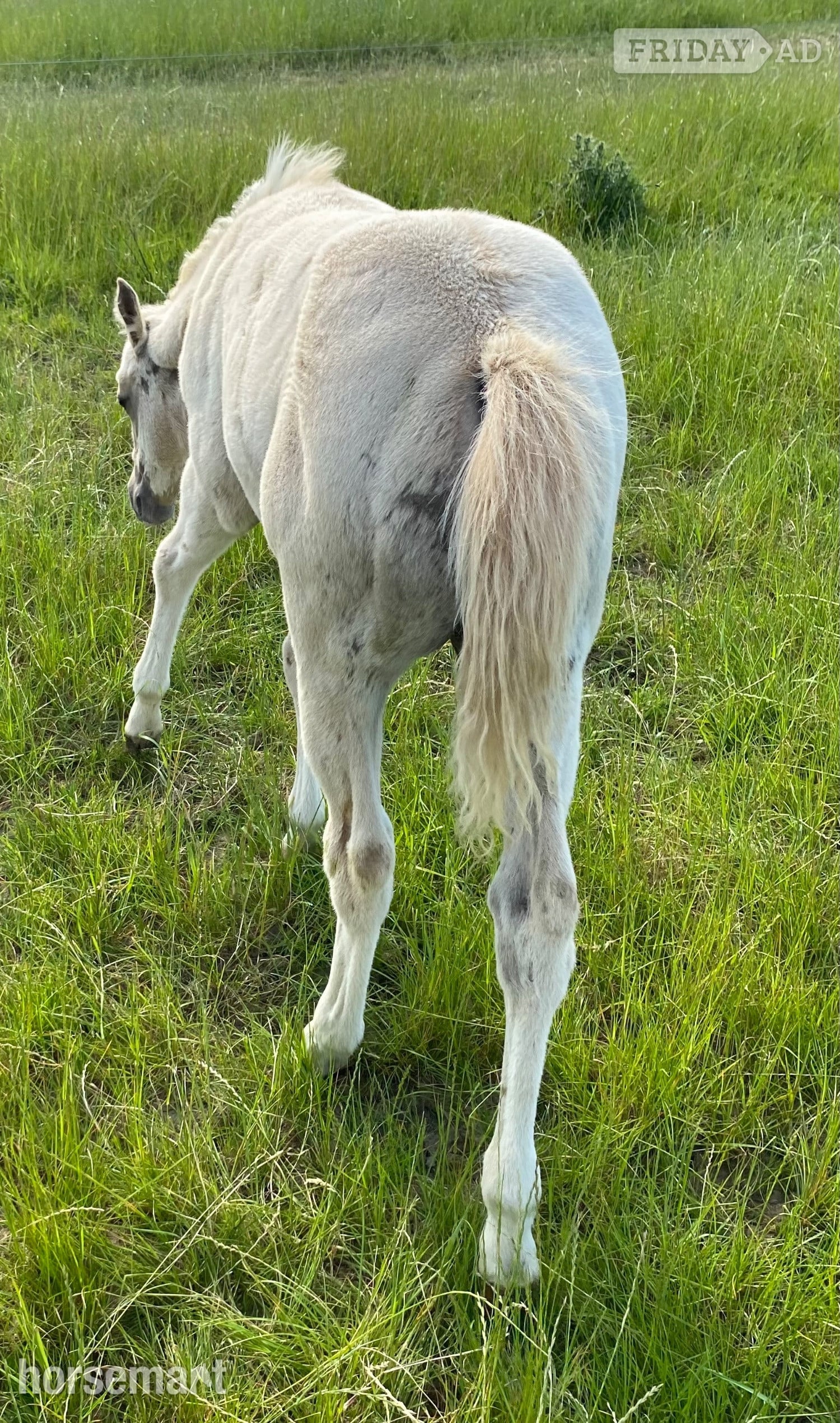 "Pearl" Palomino Mare Youngstock / Foal - Horses