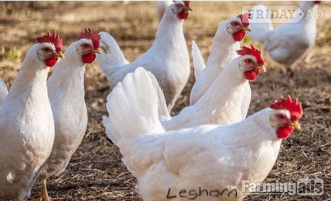 White Leghorns - Point of Lay Hens in Pilling