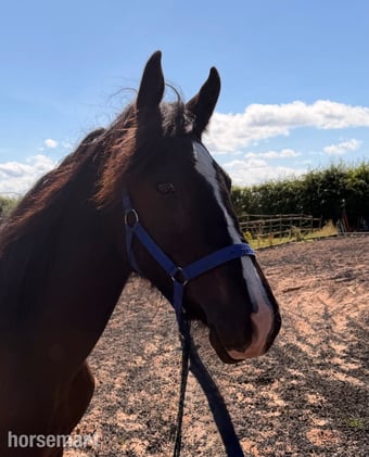 "Sunny "  Colt Youngstock / Foal