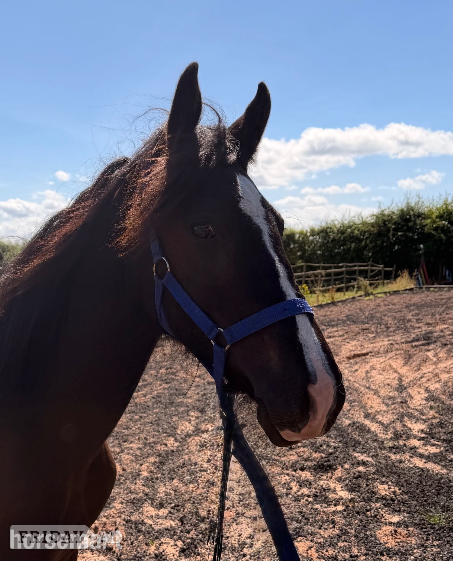 "Sunny "  Colt Youngstock / Foal in Wolverhampton