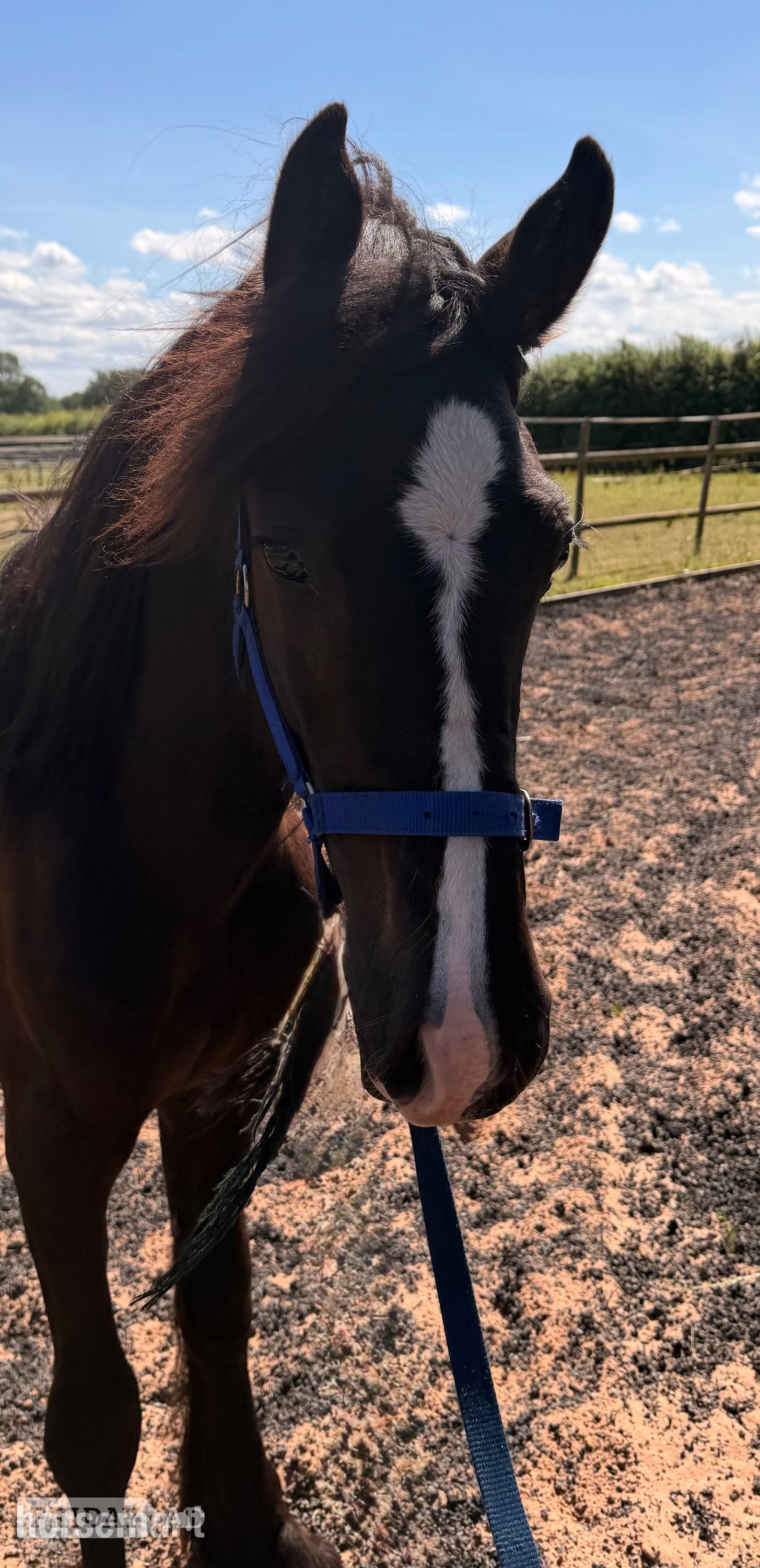 "Sunny "  Colt Youngstock / Foal