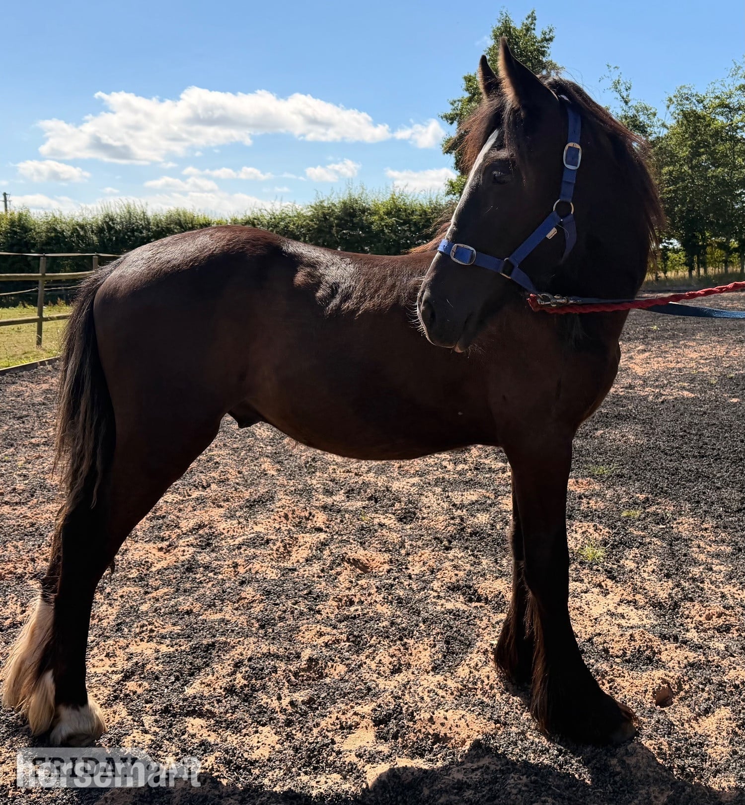 Wolverhampton "Sunny "  Colt Youngstock / Foal