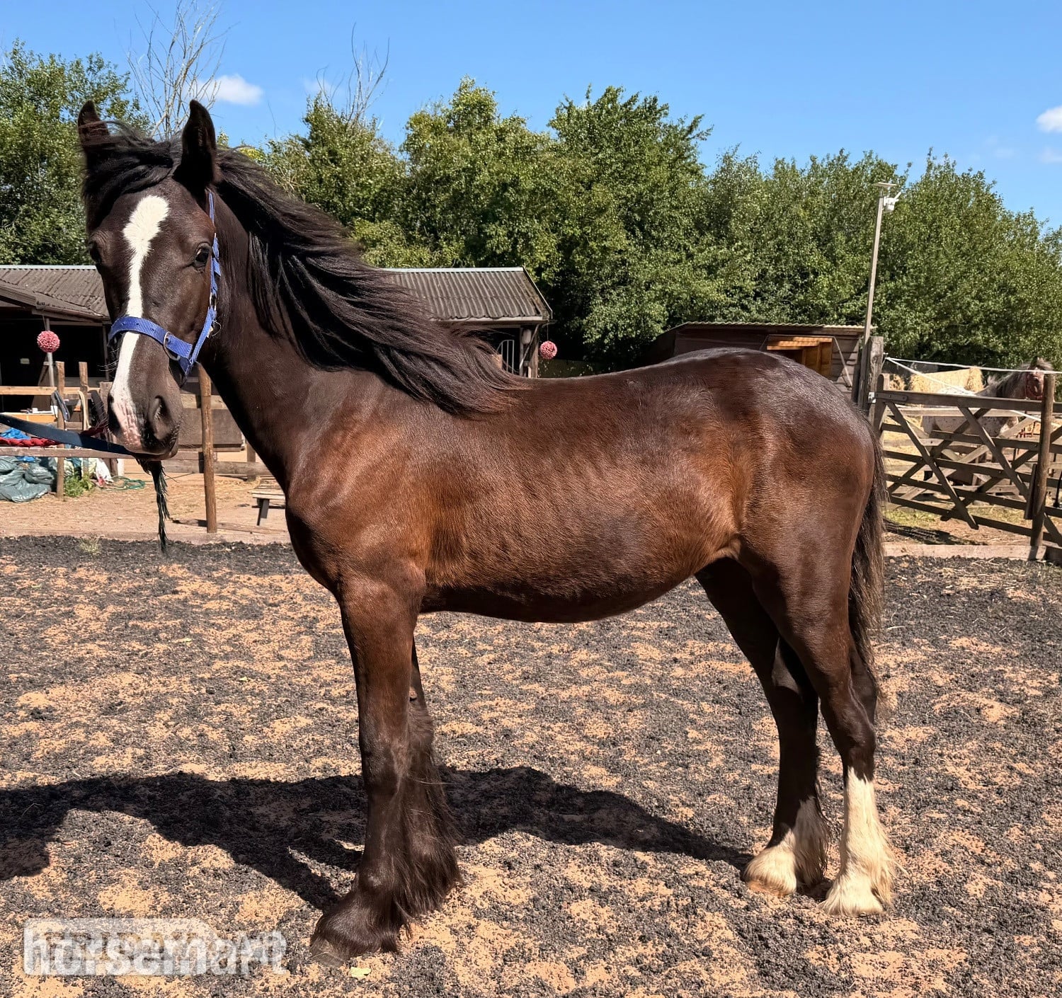"Sunny "  Colt Youngstock / Foal - Horses in Wolverhampton