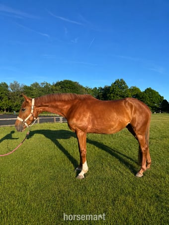 "Iris " Chestnut Mare All Rounder