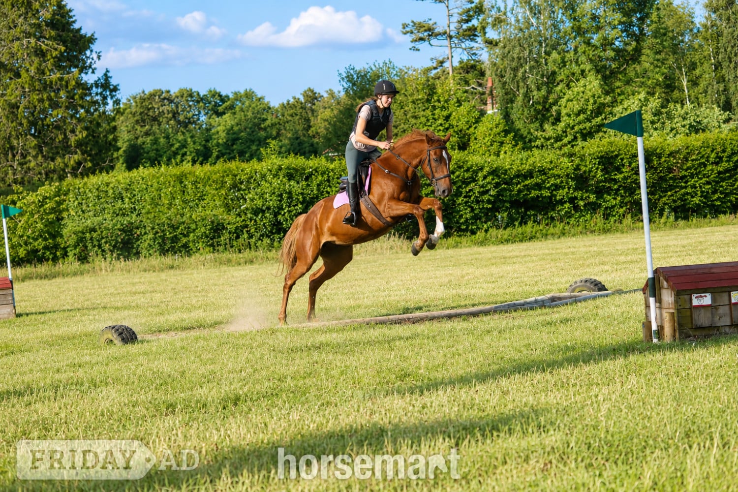 "Iris " Chestnut Mare All Rounder