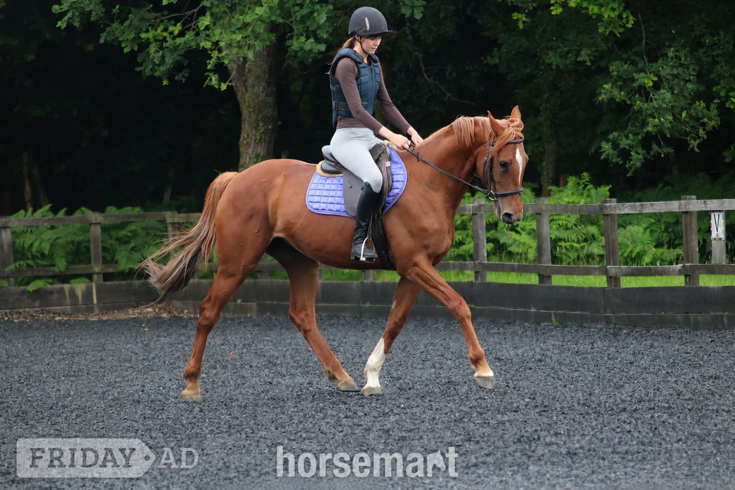 "Iris " Chestnut Mare All Rounder - Horses in Tonbridge