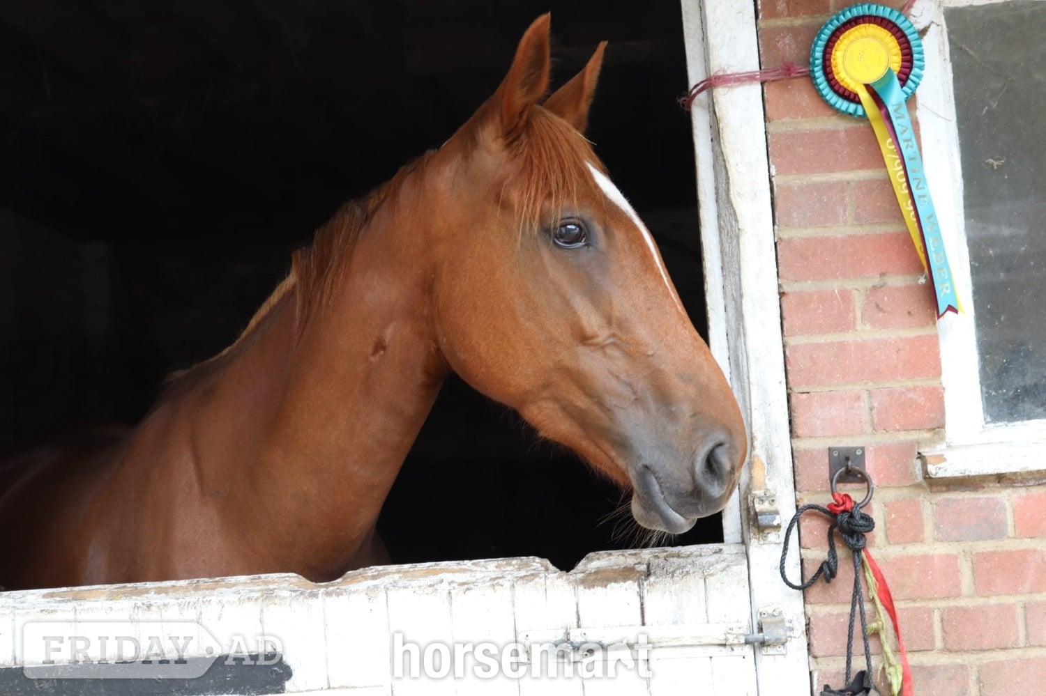 "Iris " Chestnut Mare All Rounder - Horses
