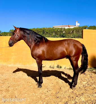 "" Bay Stallion All Rounder