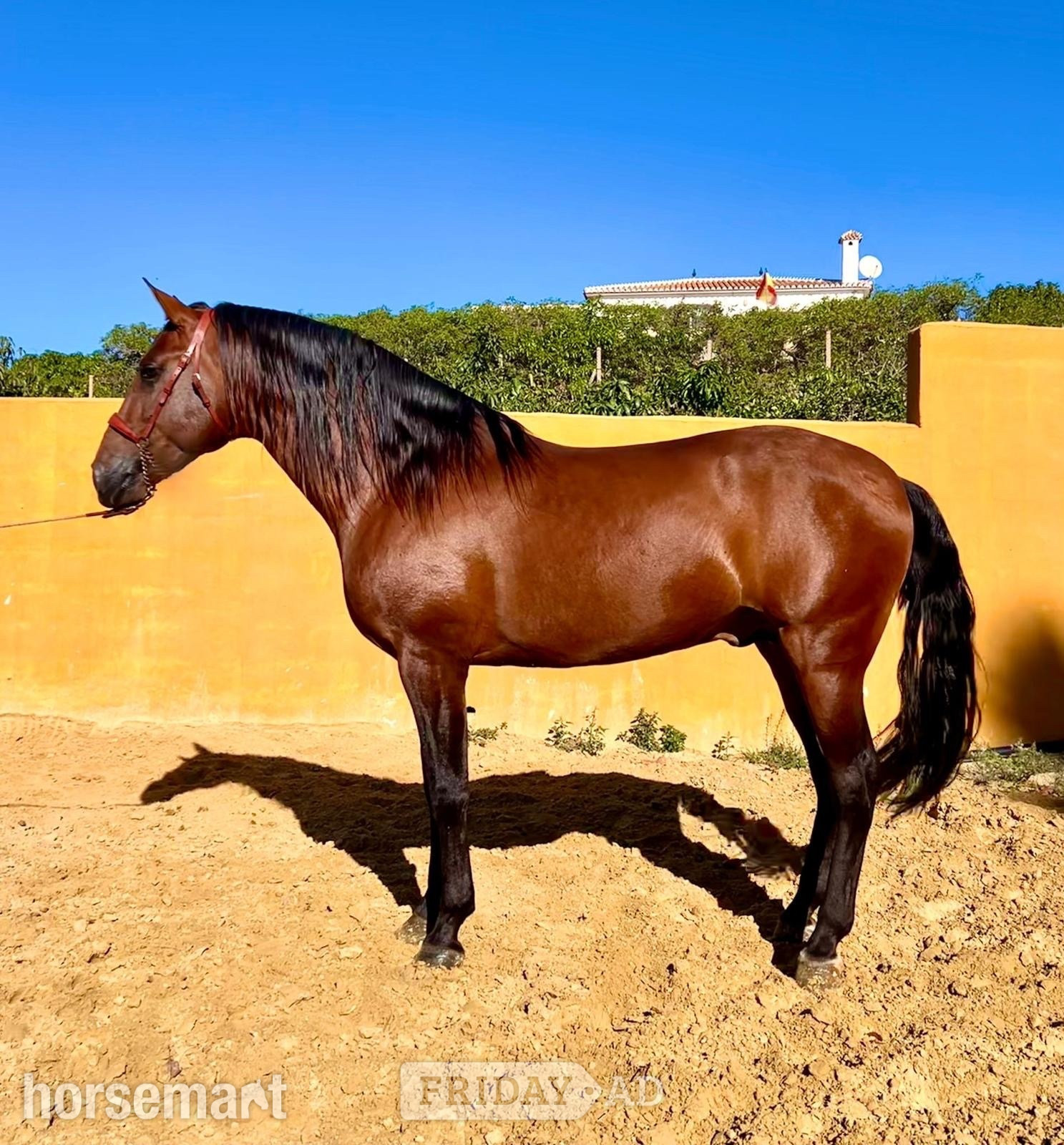 "" Bay Stallion All Rounder in Knocknagoshel