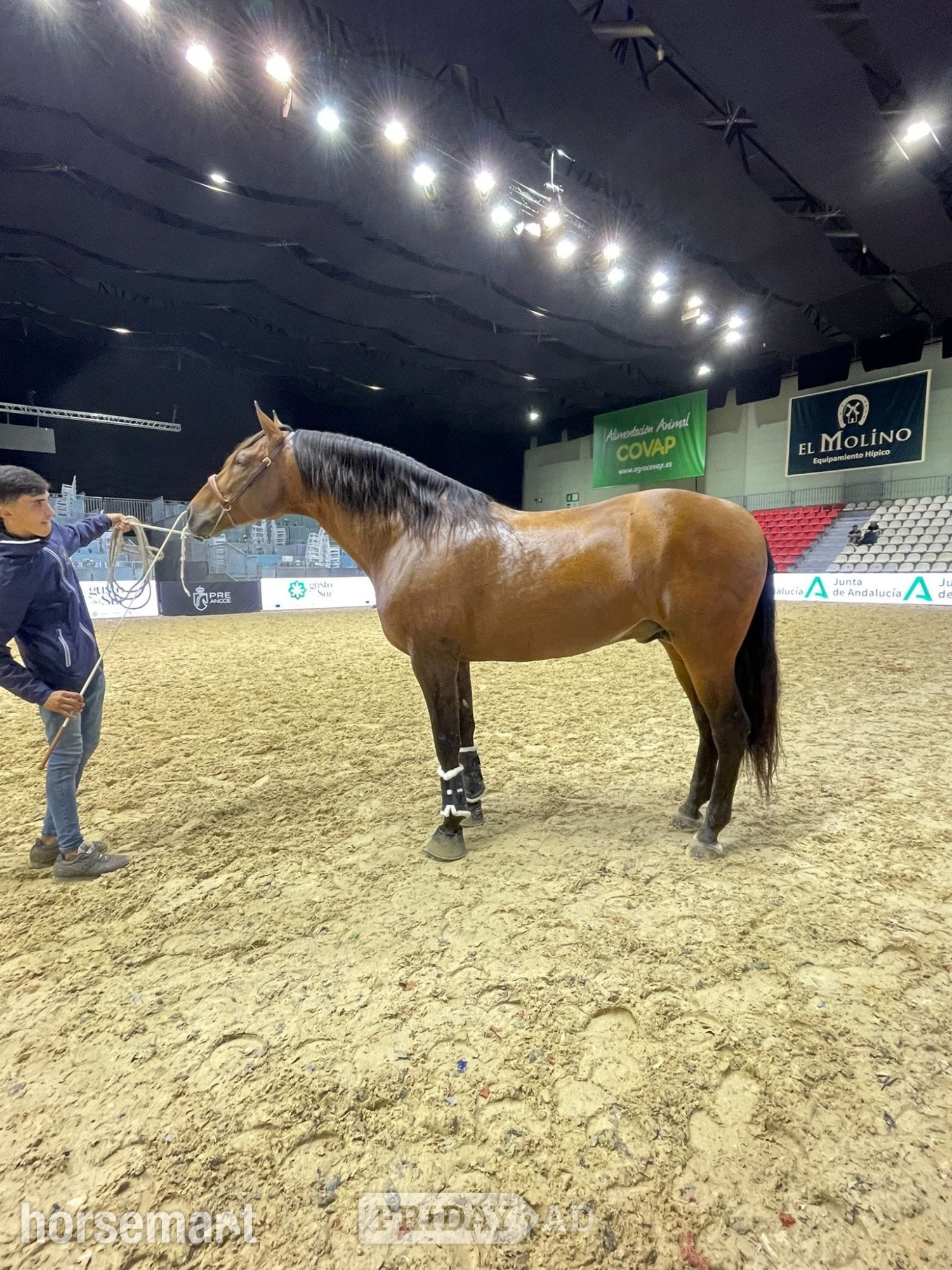 "" Bay Stallion All Rounder