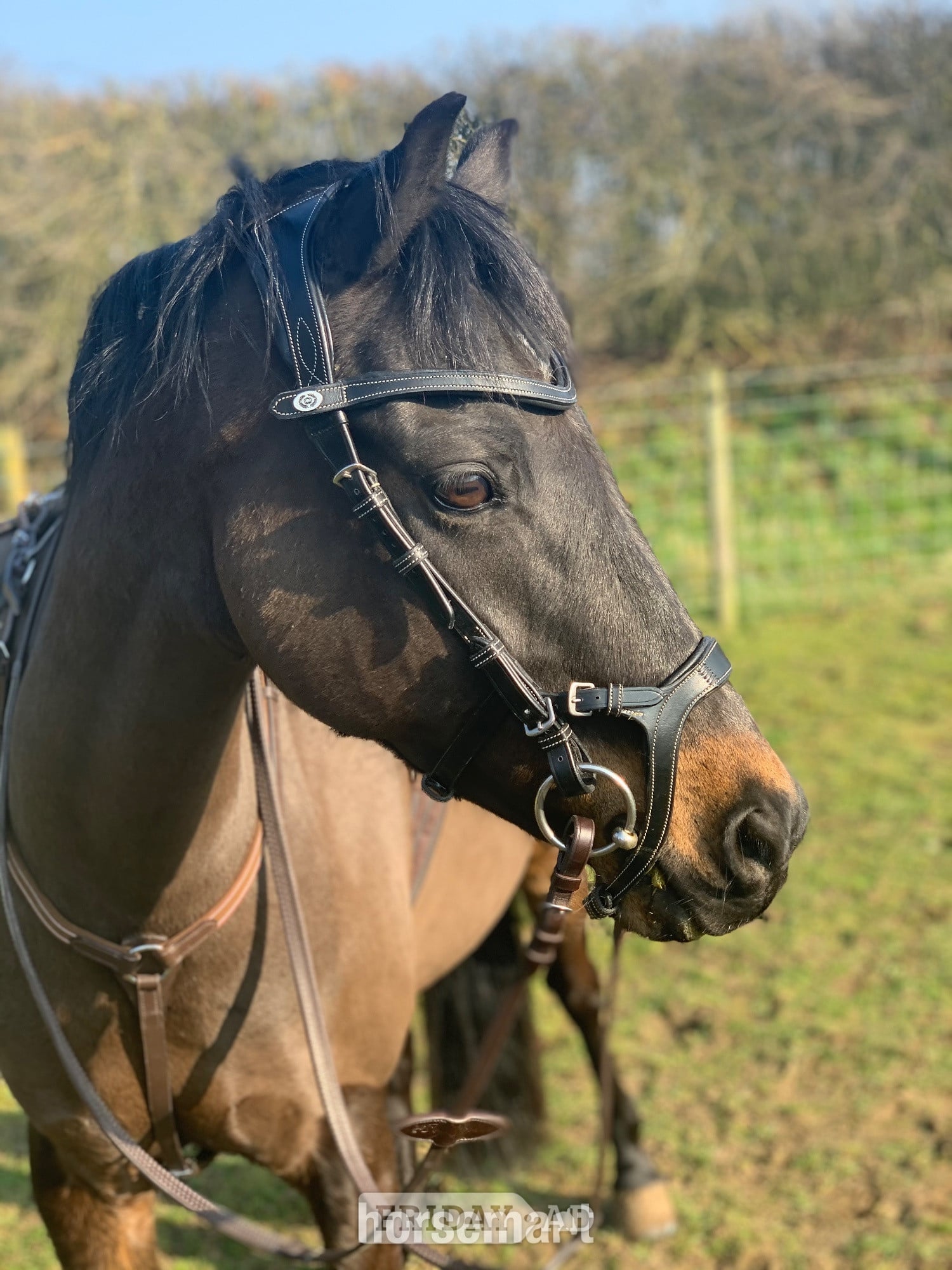 "Mylo" Dark Bay Gelding All Rounder - Horses in Scarning