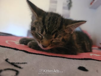 Male kittens need new home 