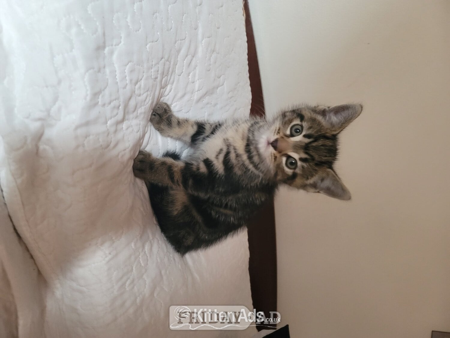 Male kittens need new home  - Cats & Kittens