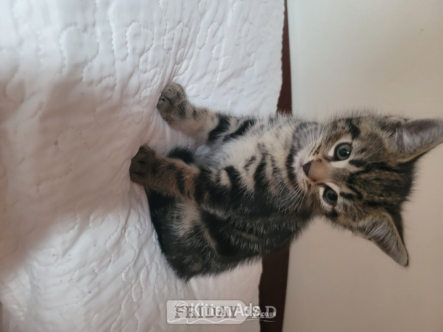 London Male kittens need new home 