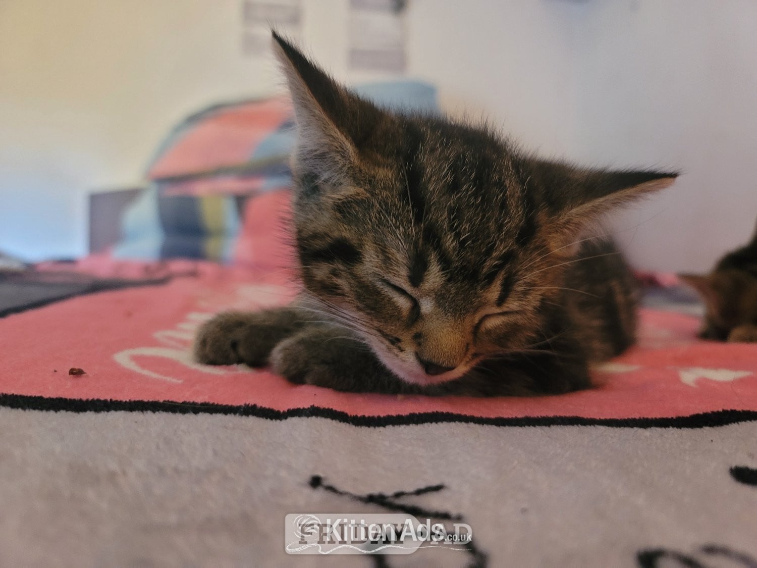 Male kittens need new home 
