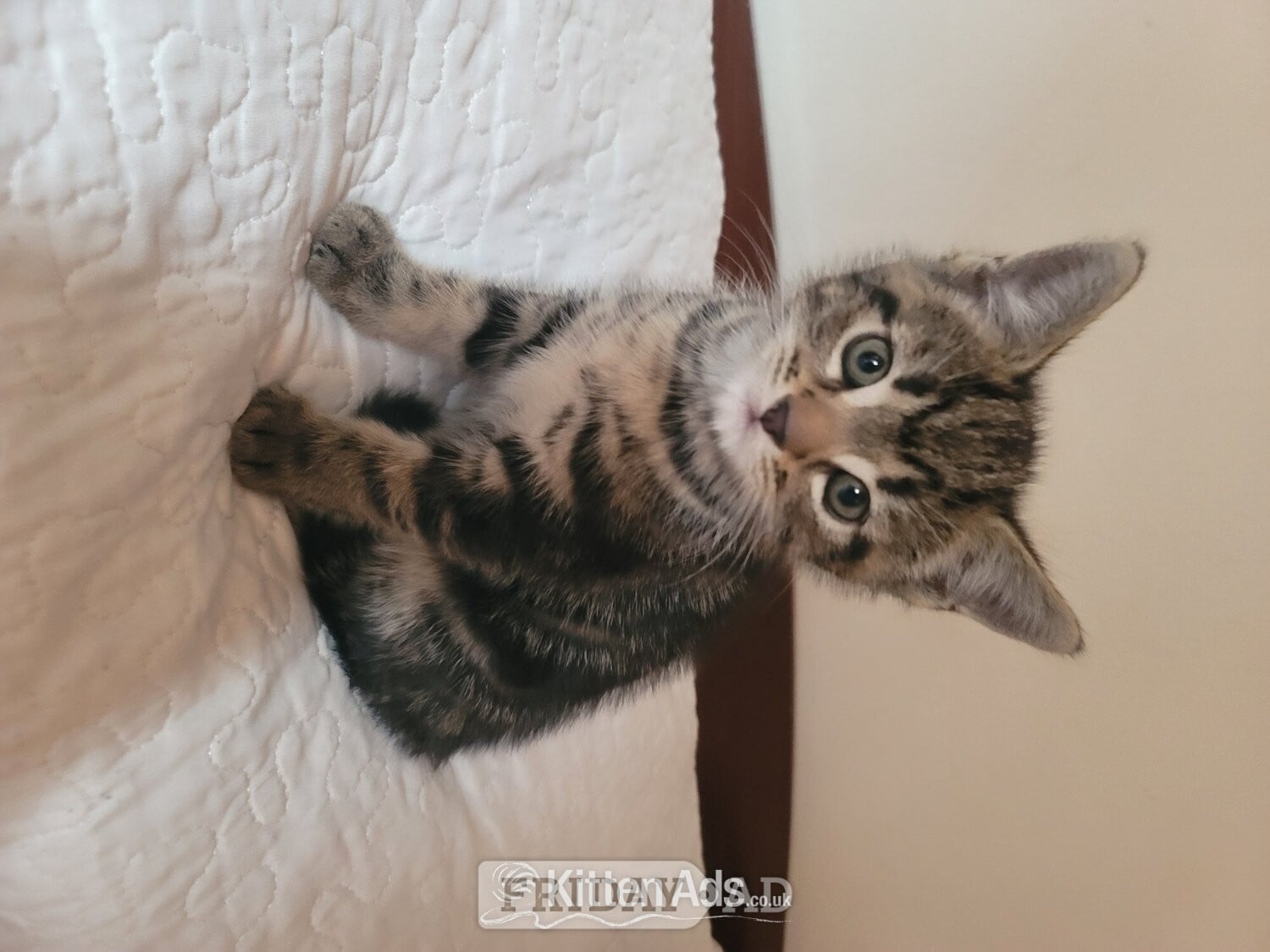 Male kittens need new home  - Cats & Kittens in London