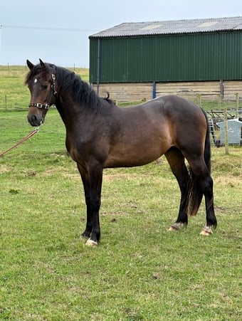 "Draco" Bay Gelding All Rounder