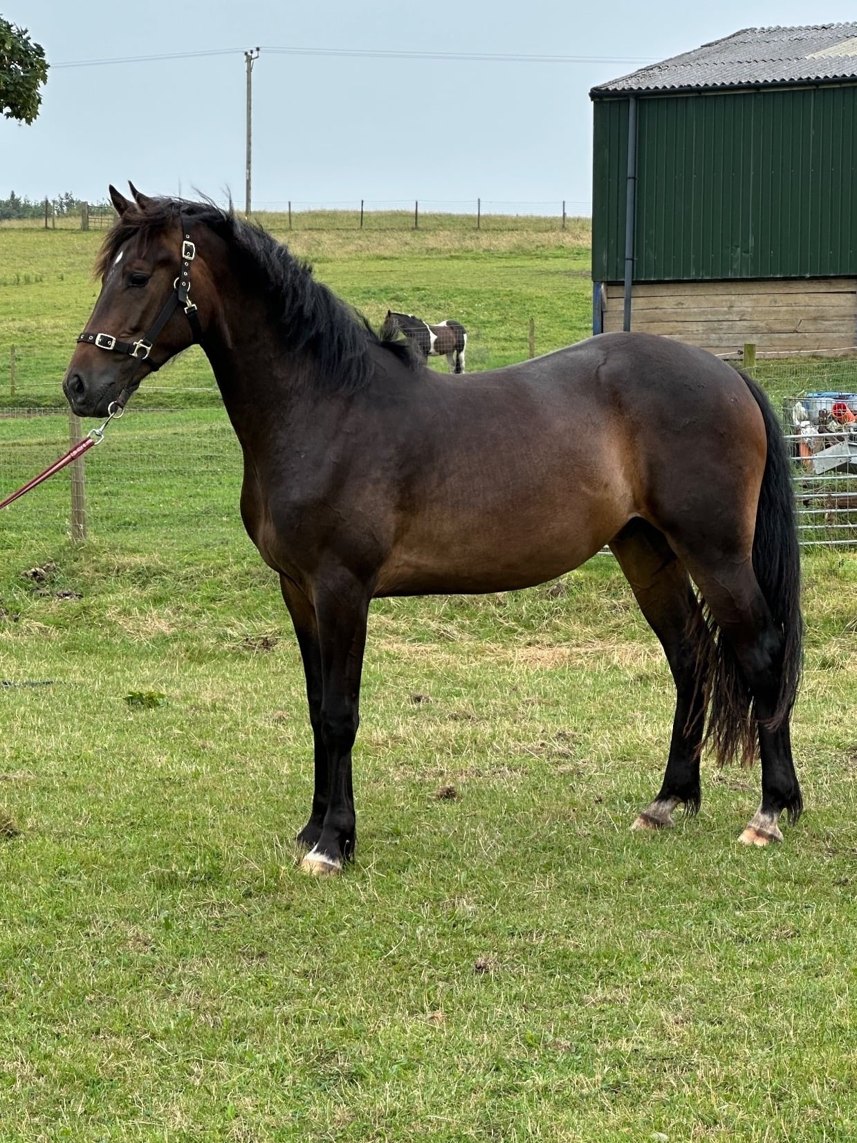 "Draco" Bay Gelding All Rounder