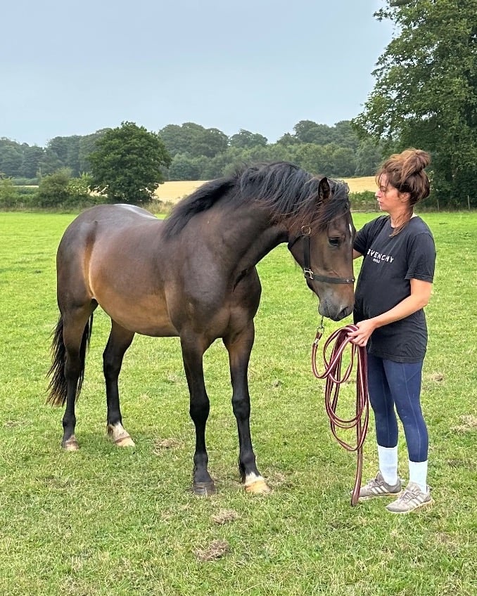 Holmrook "Draco" Bay Gelding All Rounder