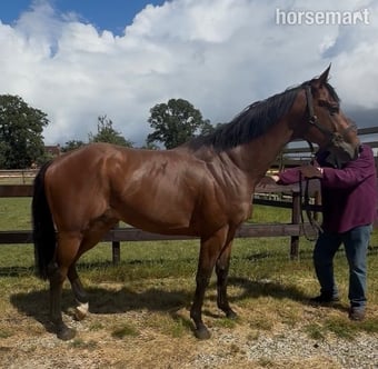 "By Decree" Bay Colt Ex Racehorse