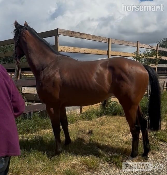 "By Decree" Bay Colt Ex Racehorse - Horses in Newbury