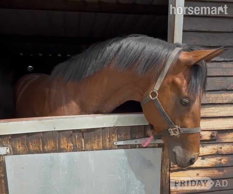 "By Decree" Bay Colt Ex Racehorse