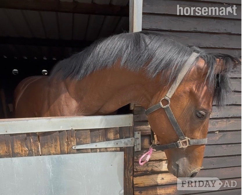 Newbury "By Decree" Bay Colt Ex Racehorse