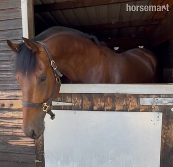 "Dub" Bay Gelding Ex Racehorse