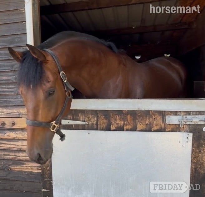 "Dub" Bay Gelding Ex Racehorse in Newbury