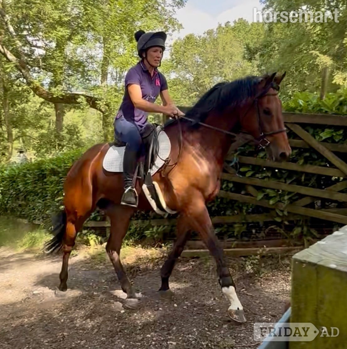 "Dub" Bay Gelding Ex Racehorse