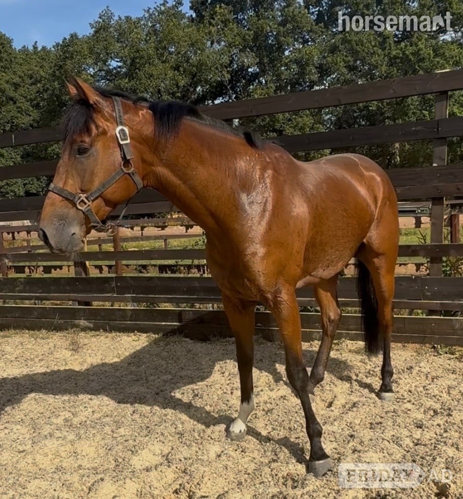 Newbury "Dub" Bay Gelding Ex Racehorse