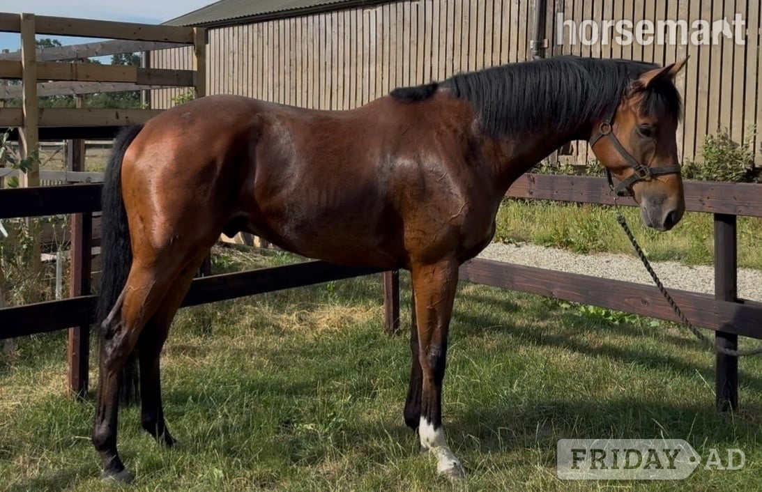 "Dub" Bay Gelding Ex Racehorse - Horses in Newbury