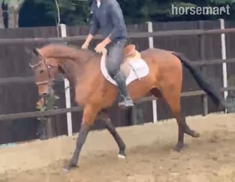 "James " Bay Gelding Ex Racehorse