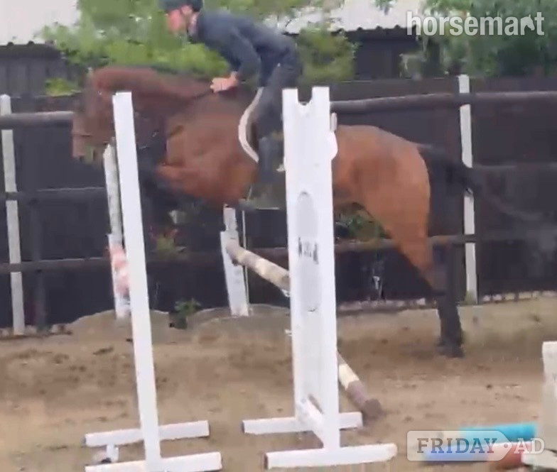 "James " Bay Gelding Ex Racehorse