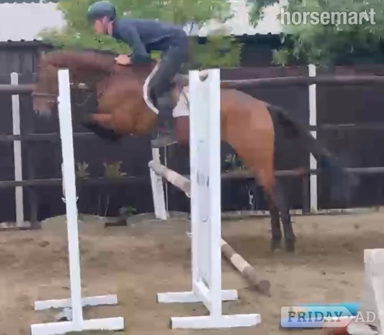 Newbury "James " Bay Gelding Ex Racehorse
