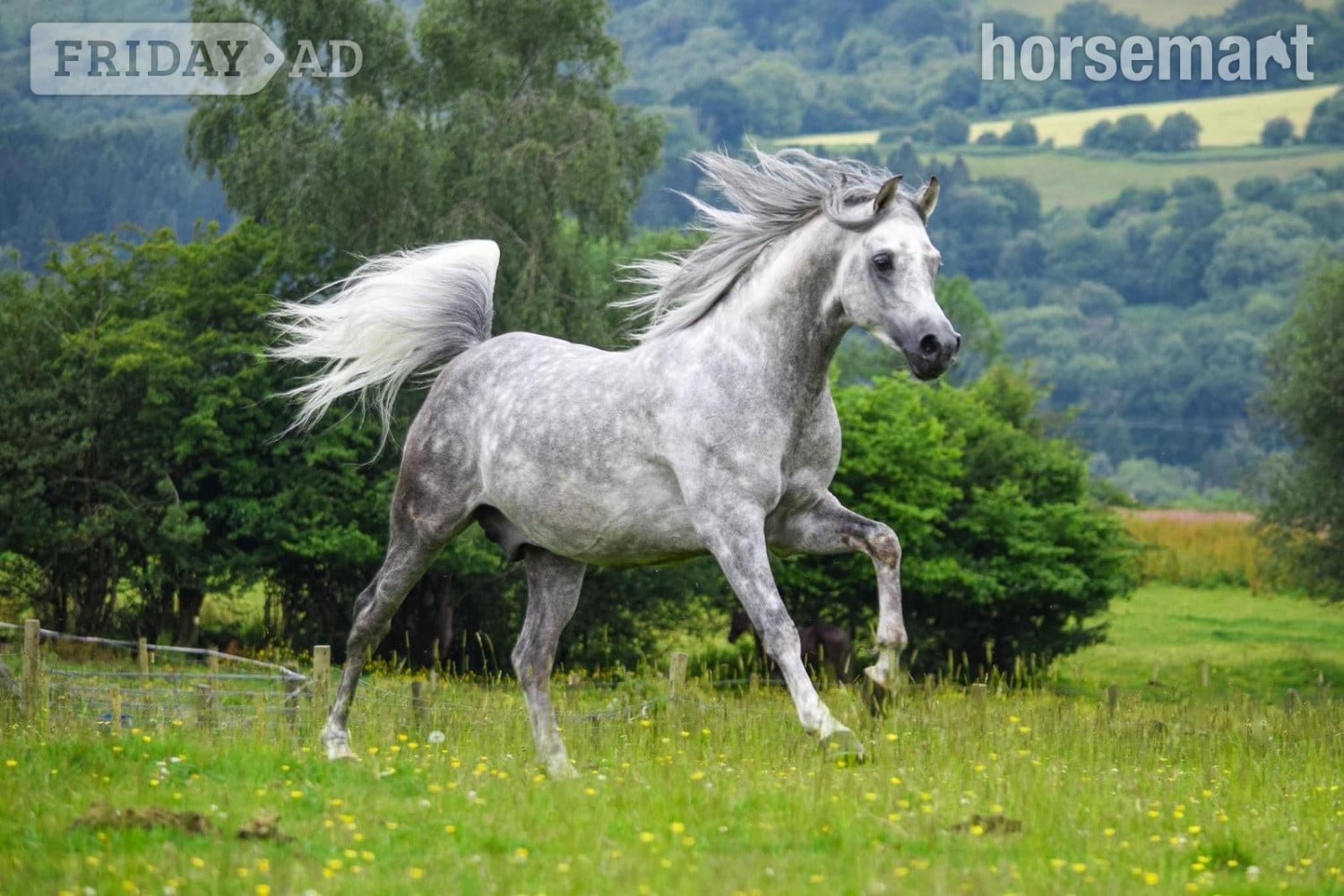 "Whispering Victor" Dapple Grey Stallion Stallion