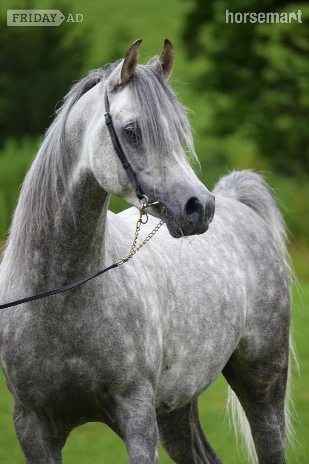 "Whispering Victor" Dapple Grey Stallion Stallion in Manchester