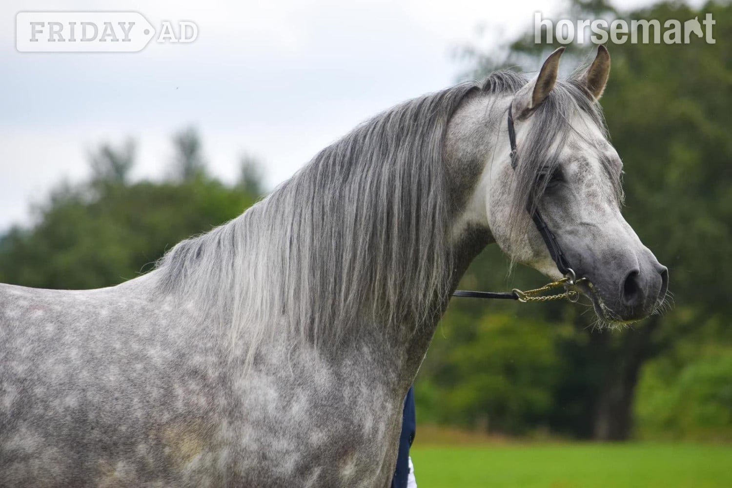 "Whispering Victor" Dapple Grey Stallion Stallion - Horses in Manchester