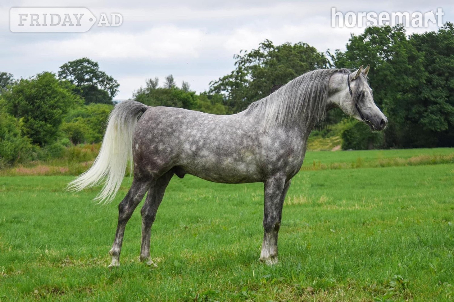 Manchester "Whispering Victor" Dapple Grey Stallion Stallion